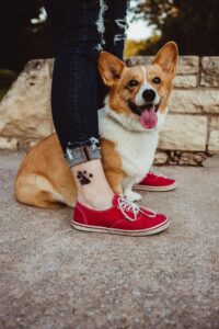 Harper - our therapy dog in Wichita, Kansas.